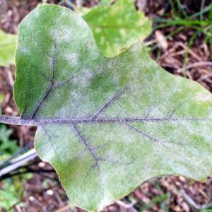 мучнистая роса на листьях баклажана
