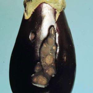 антракноз плодов баклажана фото