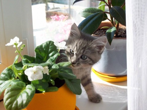 Комнатные растения, опасные для кошек