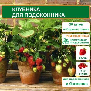 Клубника для подоконника (вид 3)