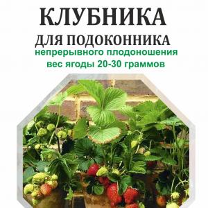 Клубника для подоконника (вид 6)