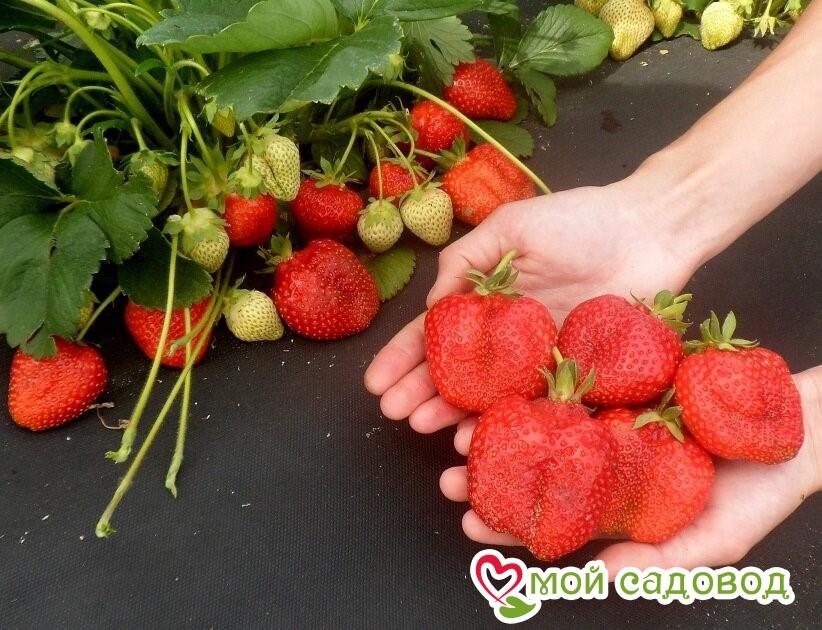 Клубника Адрия