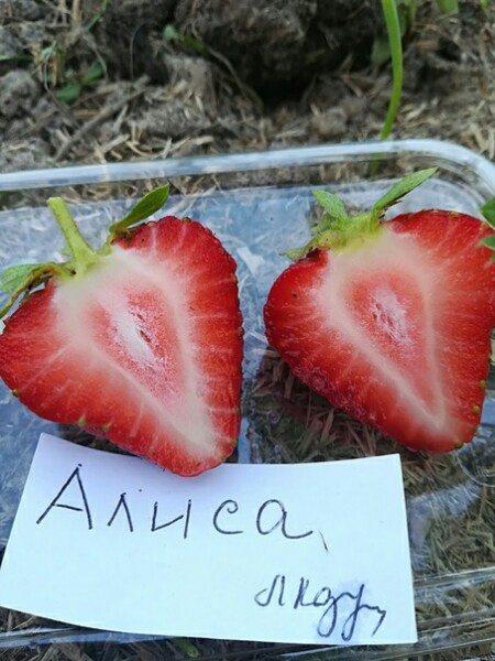 Клубника Алиса