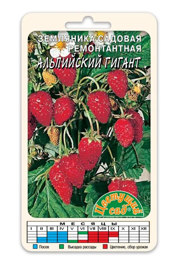Земляника Альпийский гигант