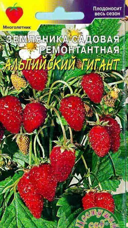 Земляника Альпийский гигант