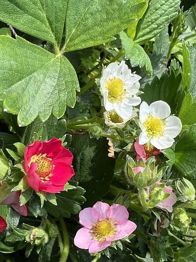 Земляника Альпина Радуга
