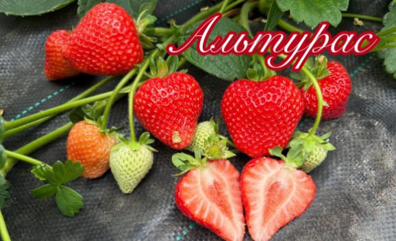 Клубника Альтурас