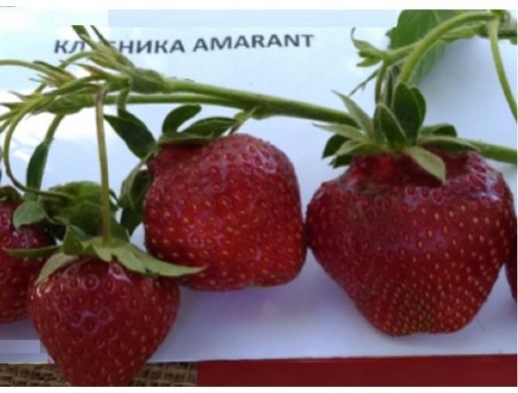 Клубника Амарант
