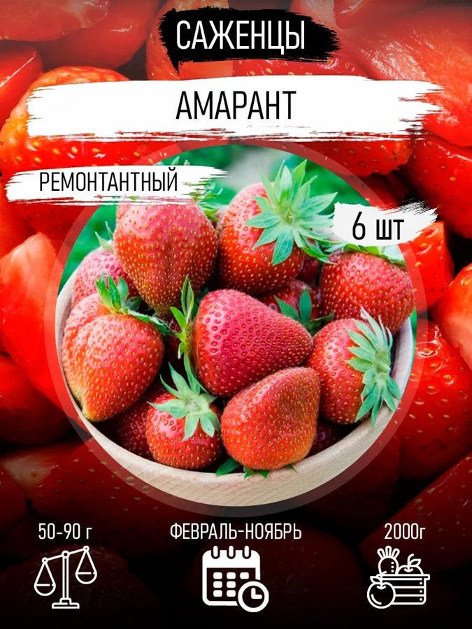 Клубника Амарант