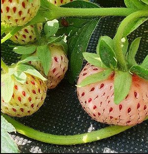 Клубника Анабланка