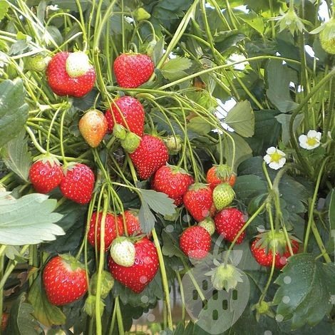 Клубника Анаис