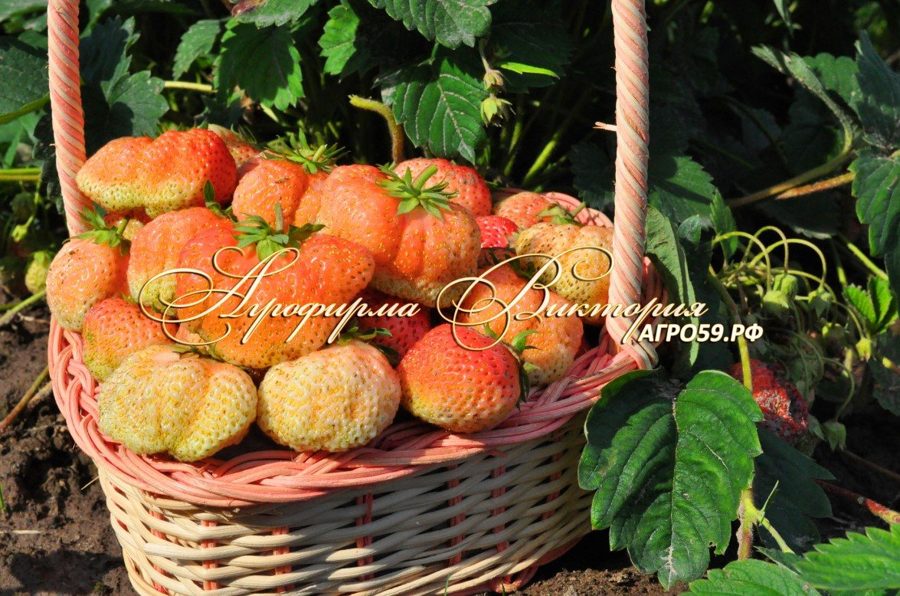 Клубника Ананасная (крупномер)