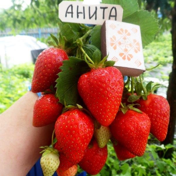 Клубника Анита