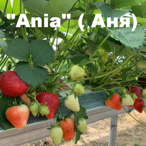 Клубника Аня