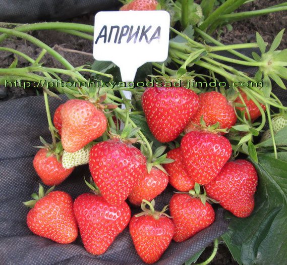 Клубника Априка