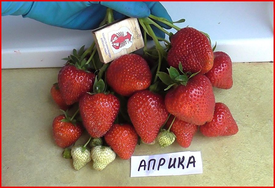 Клубника Априка