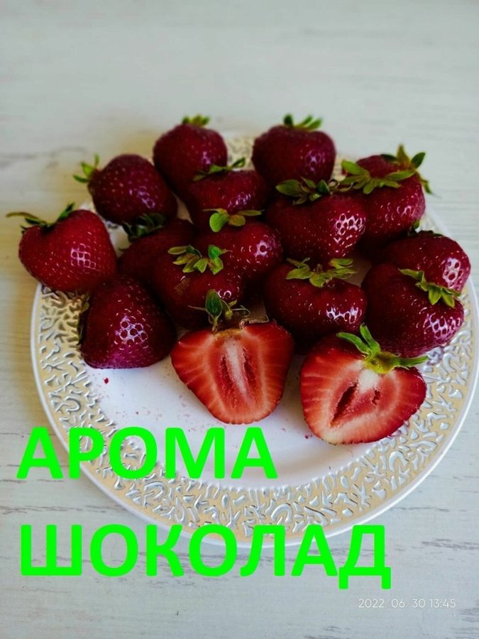 Клубника Арома Шоколад