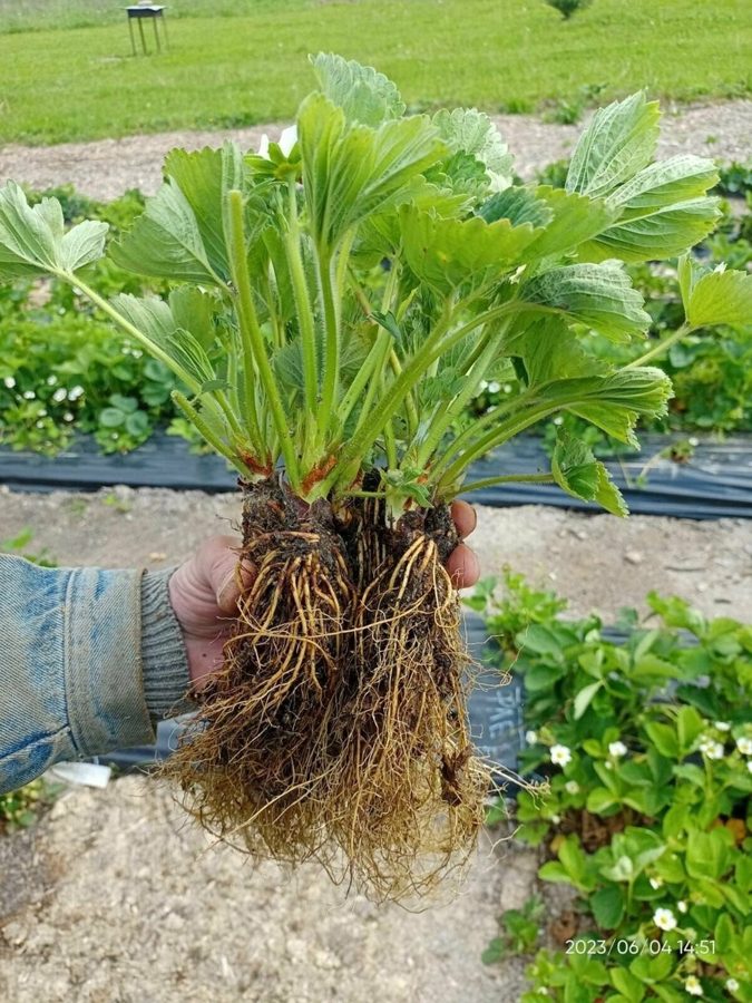 Клубника Арома Шоколад
