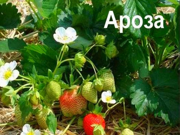 Клубника Ароза
