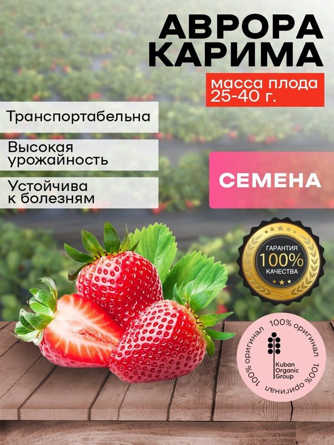 Клубника Аврора Карима