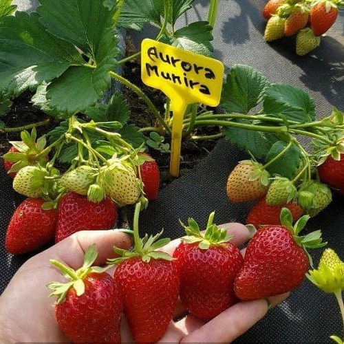 Клубника Аврора Мунира