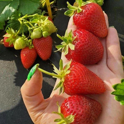 Клубника Аврора Мунира