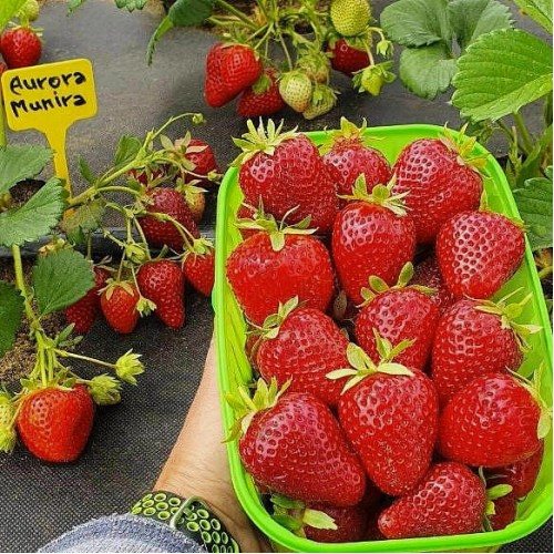 Клубника Аврора Мунира