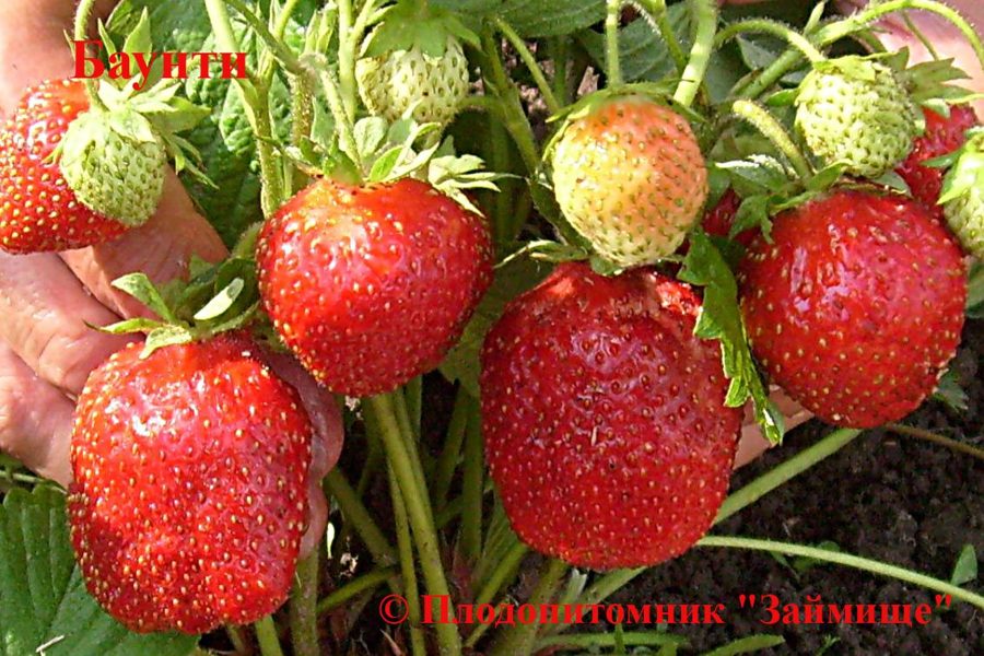Клубника Баунти