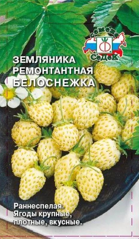 Земляника Белоснежка
