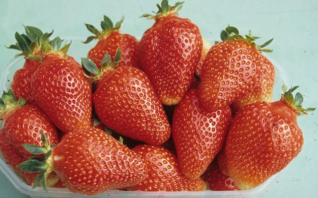 Клубника Белруби