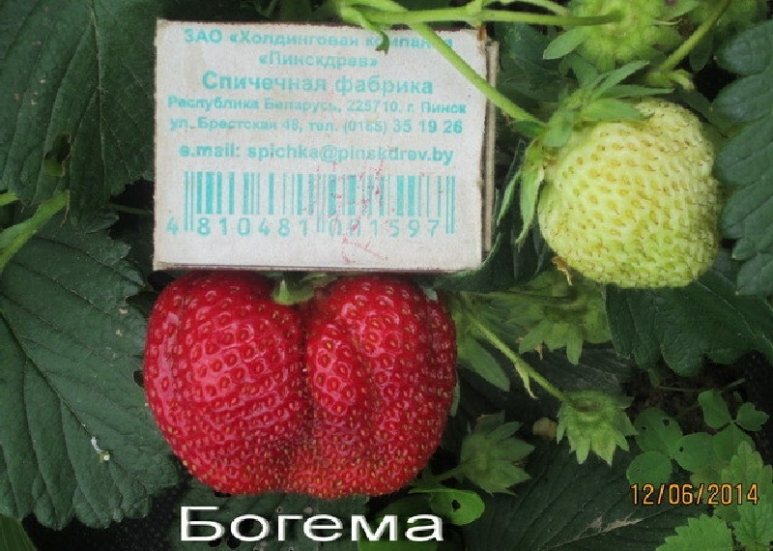 Клубника Богема