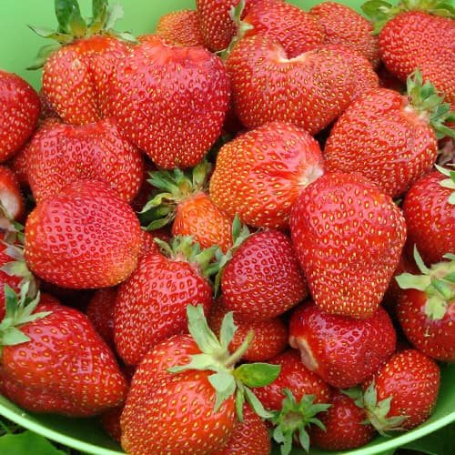 Клубника Большая Медведица