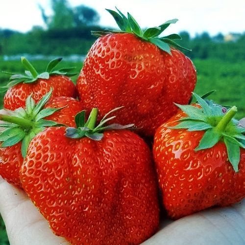 Клубника Большая Медведица