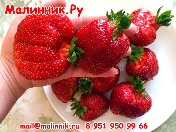 Клубника Большая Медведица