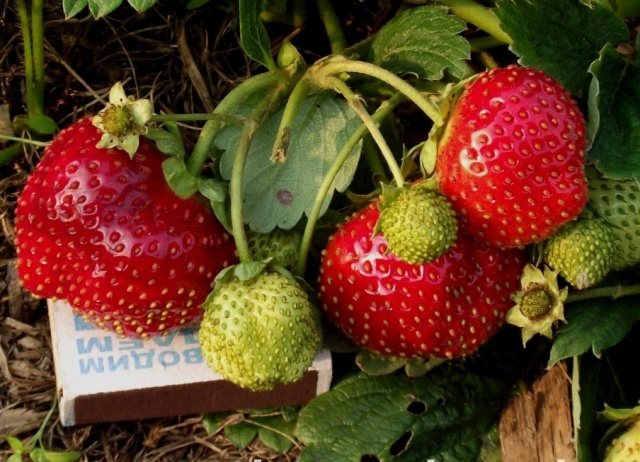 Клубника Боровицкая
