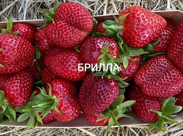 Клубника Брилла