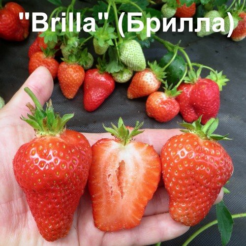 Клубника Брилла