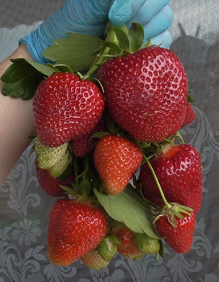 Клубника Брина