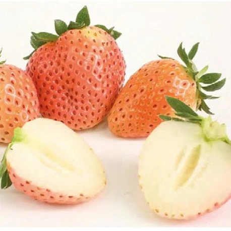 Клубника Бьянка Фрагола