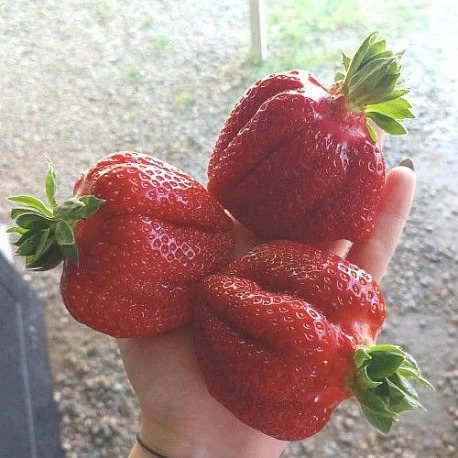 Клубника Бычье сердце