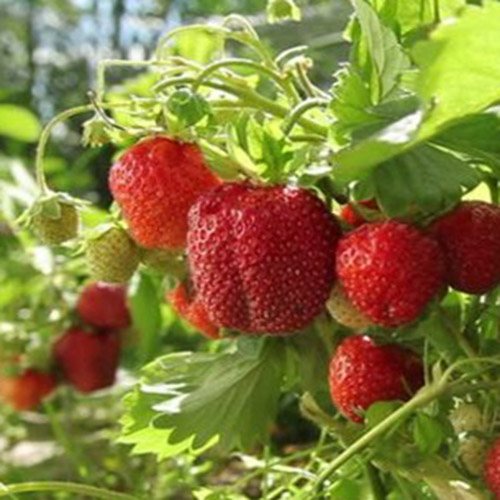 Клубника Царскосельская
