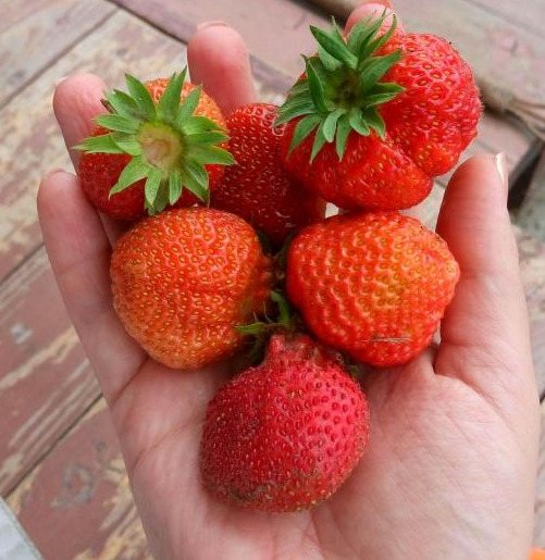 Клубника Царскосельская