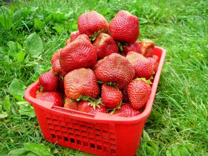 Клубника Чамора Туруси
