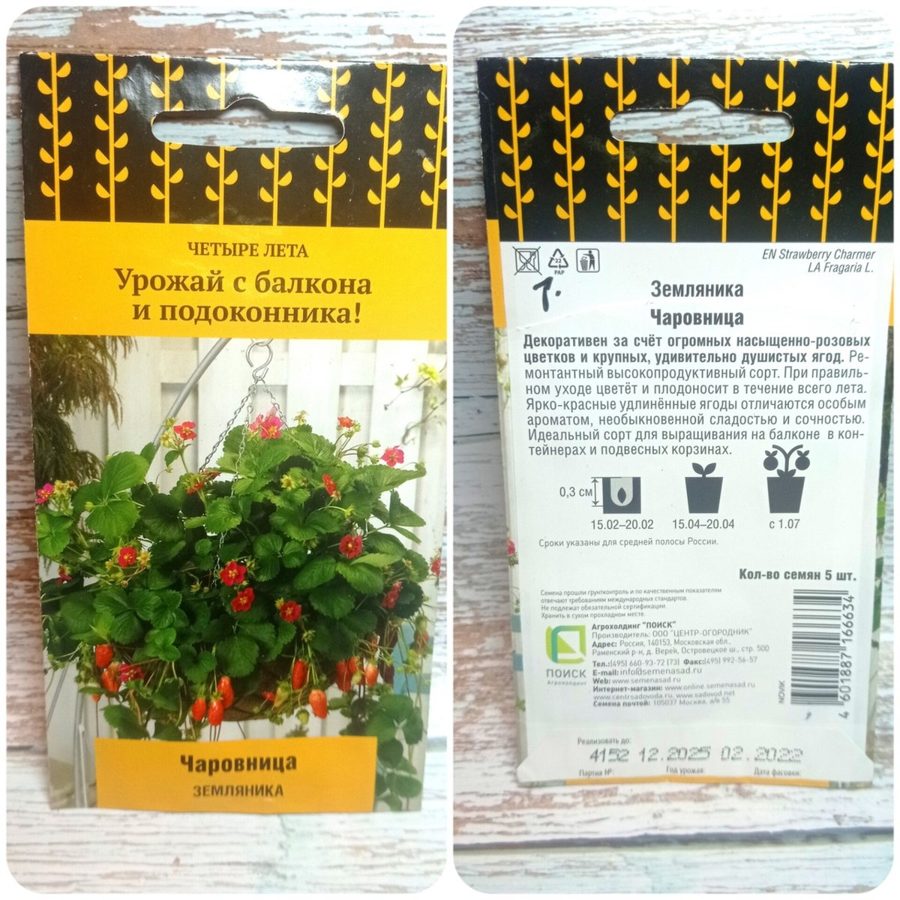 Клубника Чаровница