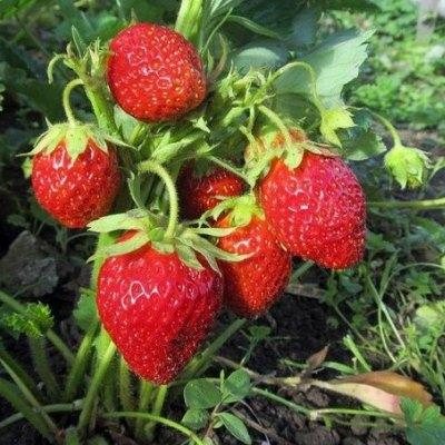 Клубника Черри Берри