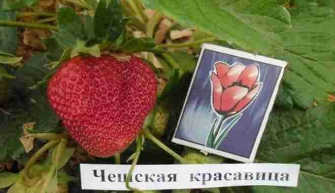 Клубника Чешская красавица