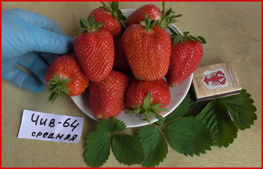 Клубника ЧИВ‑64