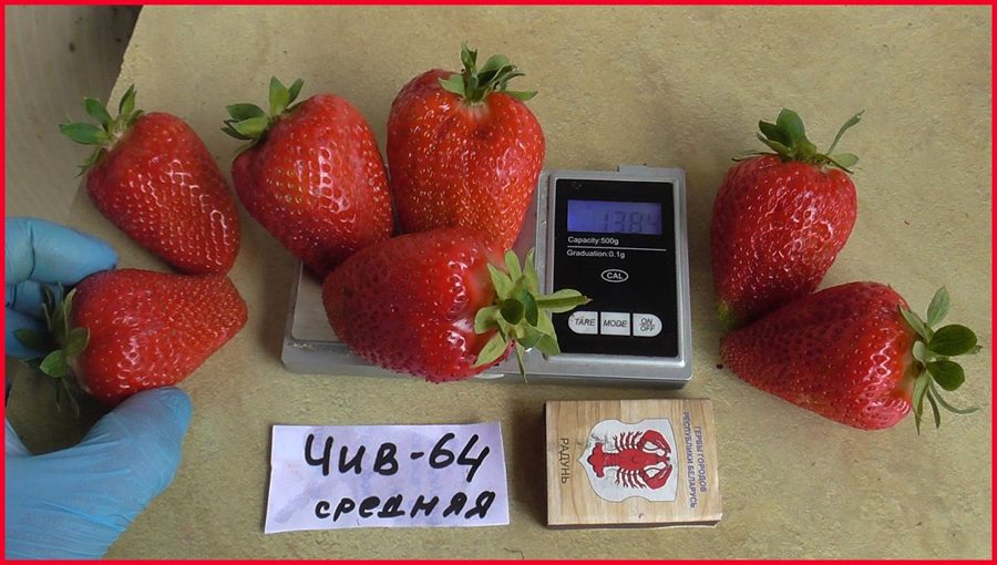 Клубника ЧИВ‑64