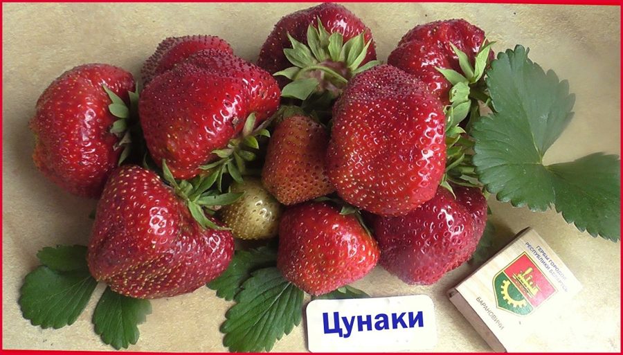 Клубника Цунаки