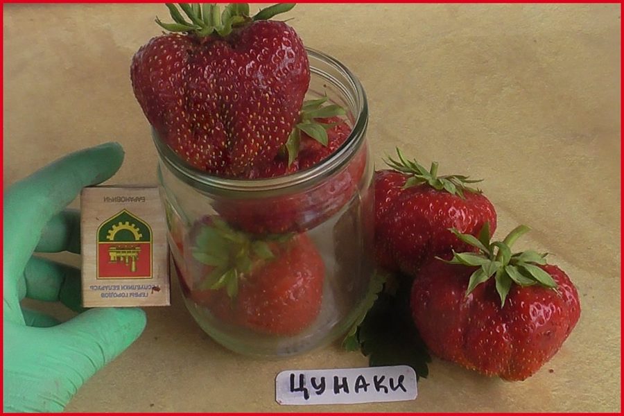 Клубника Цунаки